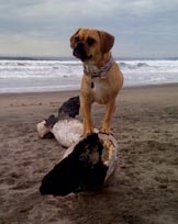 bay area dog obedience